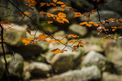 Kostenlose Foto Baum Natur Wald Ast Sonnenlicht Blatt Blume