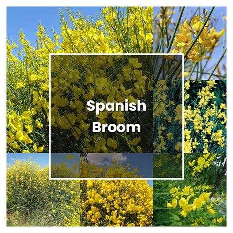 How to Grow Spanish Broom - Plant Care & Tips | NorwichGardener