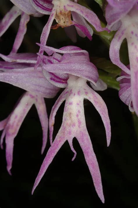 Naked Man Orchid Italian Orchid Israeli Biodiversity Risk