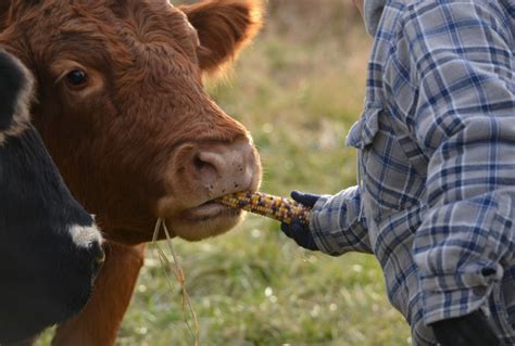 Producing Feed for Your Livestock - Survival Dispatch