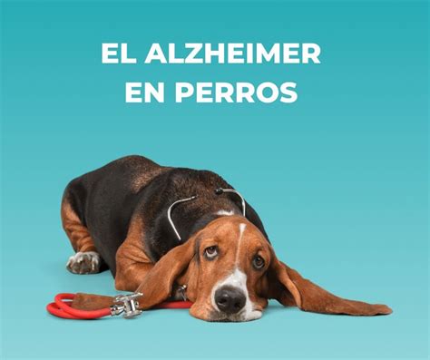 El Alzheimer En Perros