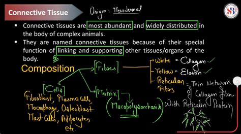 Connective Tissue Definition Types Function And Examples