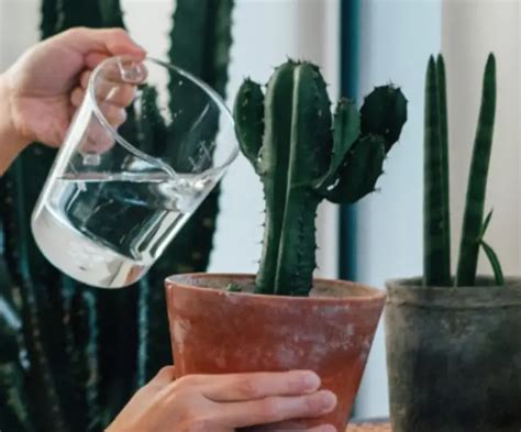 How Long Can A Cactus Go Without Water What To Know Citycacti