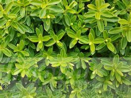 Veronica Rakaiensis From Tropical Britain Shrubby Veronica Syn Hebe