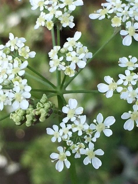 Cow Parsley Plugs Anthriscus Sylvestris Buy Online For Delivery