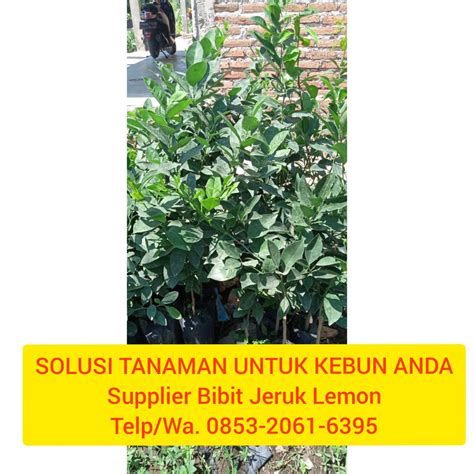 21 Jual Bibit Jeruk Lemon Amerika HUB 0853 2061 6395 U Flickr