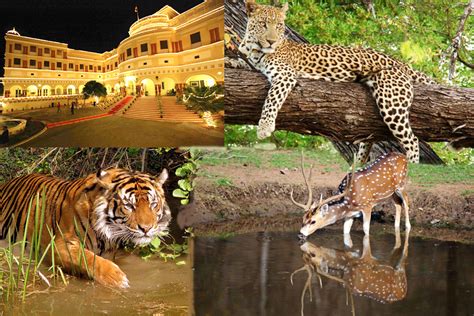 Rajasthan Tours India Sariska Tiger Reserve Rajasthan