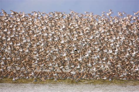 Shorebird Migration | Photos by Ron Niebrugge