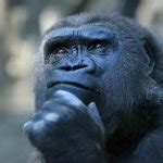 confused monkey Meme Generator - Imgflip