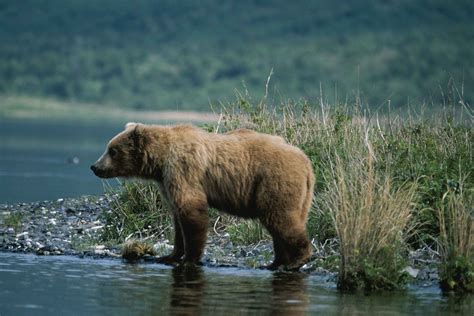 Free Picture Bear Standing Camera Shallows Water