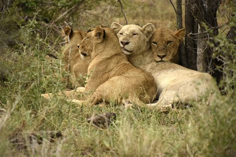 South Africa - Lions