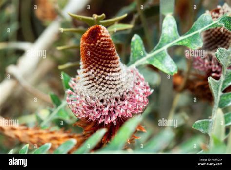 Fern Like Banksia Southern Blechnum Banksia Banksia Blechnifolia