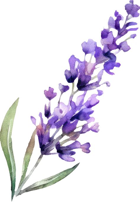 Lavender Flowers Watercolor Illustration 24046126 Png