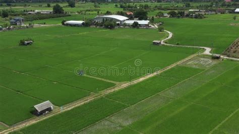 Panoramic Wild View Of Paddy Rice Field Mountain And Sky With Cloud