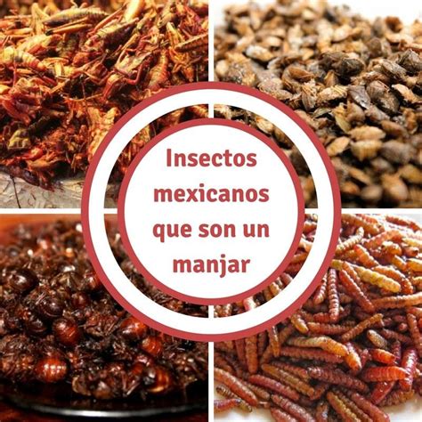 Insectos Mexicanos Un Manjar Nutritivo Turimexico