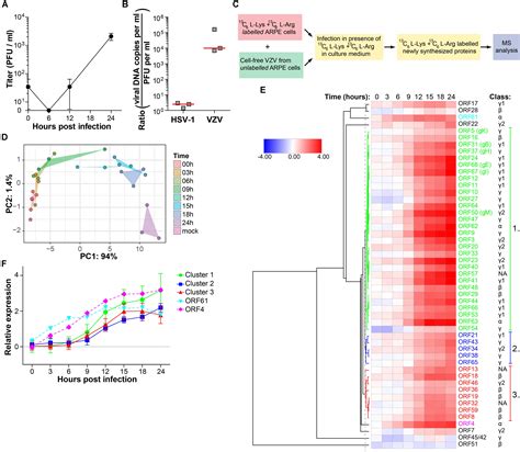 Frontiers Analysis Of Virus And Host Proteomes During Productive Hsv 1 And Vzv Infection In