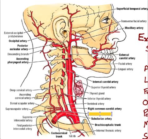 Branches Of Thyrocervical Trunk