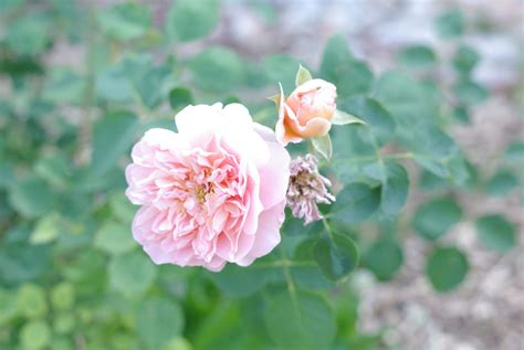 How Do Roses Bloom at Deborah Guevara blog