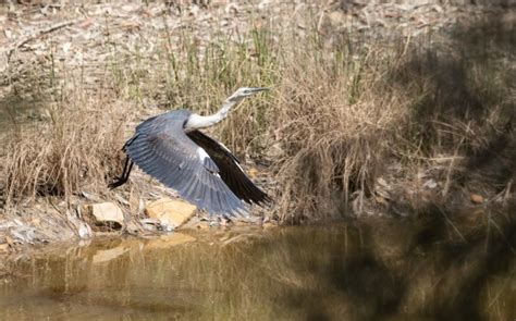 White Necked Heron Take Off Australian Photography