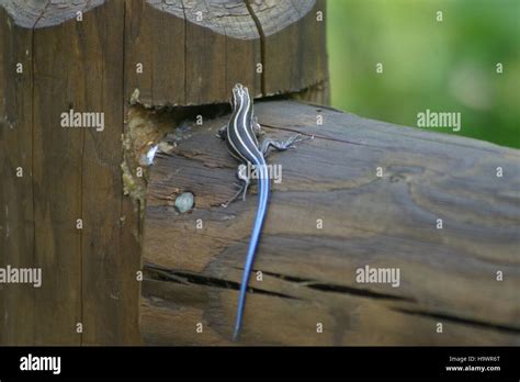 Snpphotos 6965123655 Juvenile Five Lined Skink Stock Photo Alamy