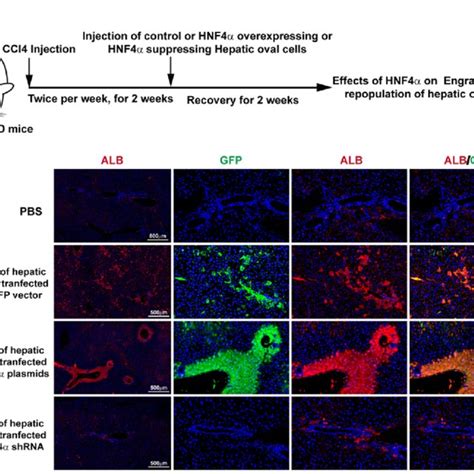 HNF4α overexpression suppressed the proliferation and migration of