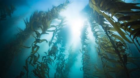 Giant map of giant kelp forests