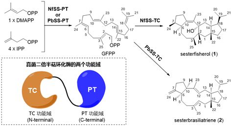 北京大学马明团队angew：首次揭示真菌二倍半萜环化酶结构和催化机制 X Mol资讯