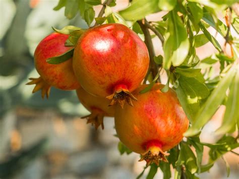 Black Heart Of Pomegranate What To Do For Pomegranates With Black Rot