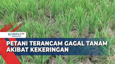 Petani Terancam Gagal Tanam Akibat Kekeringan Youtube