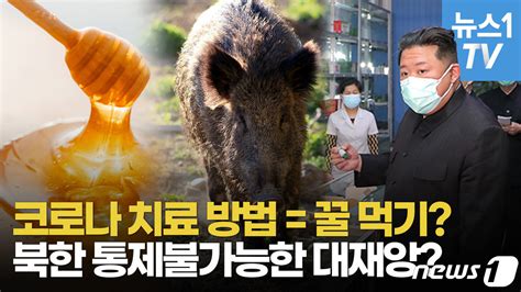 영상 기침이 나면 꿀 먹어라北 코로나 치료에 민간요법 소개 네이트 뉴스