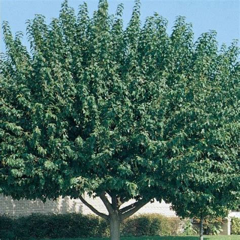 Fruitless Mulberry | Star Nursery Garden and Rock Centers