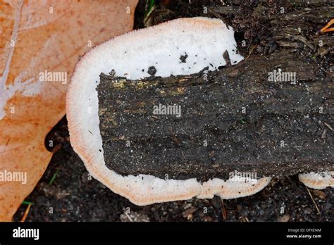 White Rot Fungus Hi Res Stock Photography And Images Alamy