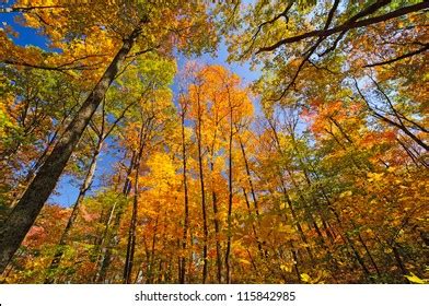 Fall Colors Brown County State Park Stock Photo 115842985 | Shutterstock