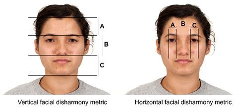 Bilateral Symmetry Face