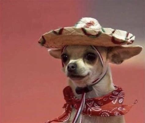 "chihuahua" Meme Templates - Imgflip