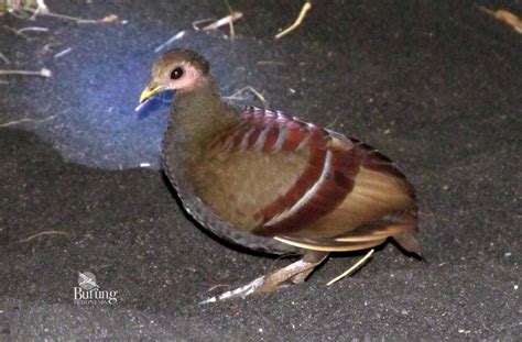 Burung Gosong Inilah Kerabat Maleo Dari Maluku Mongabay Co Id