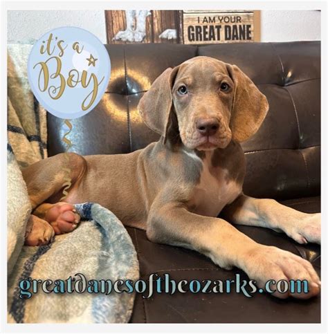 AKC Blue Eyed Male Lilac Tanpoint Great Dane Puppies For Sale In