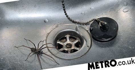 How To Keep Spiders Out Of Your House Metro News