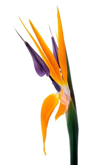 Flor De Strelitzia Reginae Flor De Ave Do Para So Isolada No Fundo