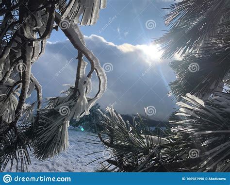 Galhos Do Rio Cobertos Geada Do Pinheiro De Neve Russo De Inverno