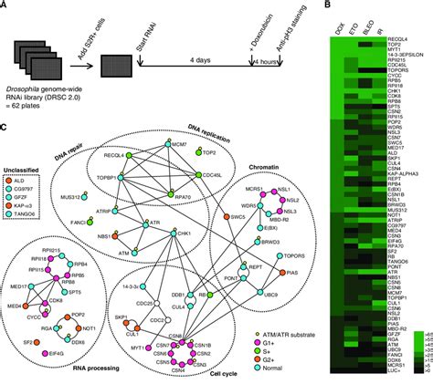 Genome Wide Rnai Screen For Genes Required For The G M Checkpoint