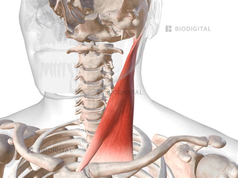 Sternocleidomastoid