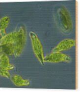 Light Micrograph Of A Group Of Euglena Gracilis Photograph By