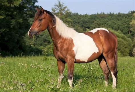 11 Fascinating Paint Horse Facts You Probably Didn't Know