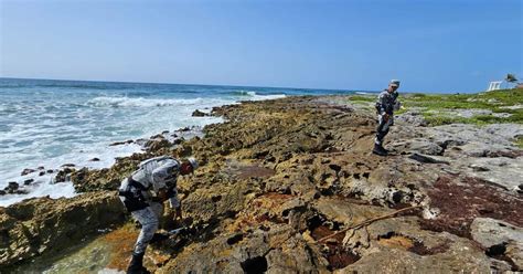 Aseguraron Cocaína Entre Piedras Y Sargazo De La Playa De Akumal En Quintana Roo Infobae