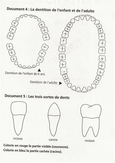 Les Dents Artofit