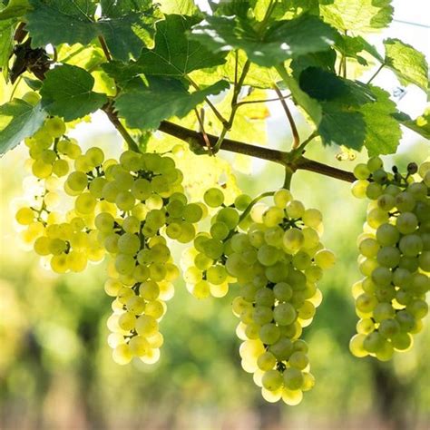 Witte Druif Vitis Himrod 2l Pitloos En Zoet Kleinfruit