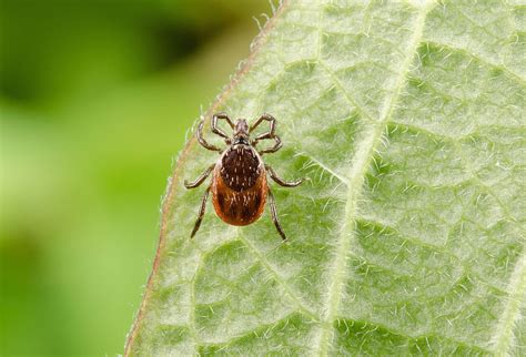 Borreliose NATUR HEILEN