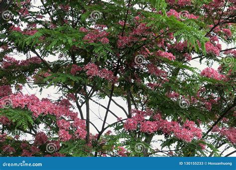 Arbre Flamboyant Vermillon Avec La Fleur Rose Image Stock Image Du