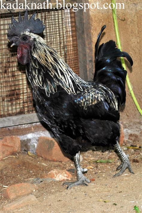 Pioneers In Original Kadaknath Chicken Kadaknath Chicken Picture